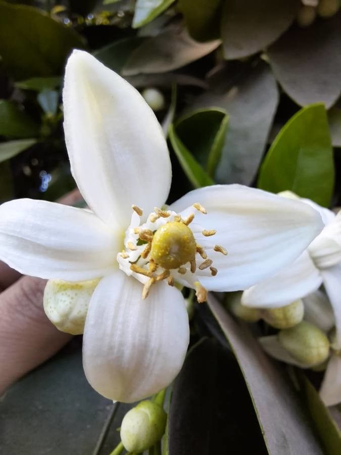 Citrus paradisi flower
