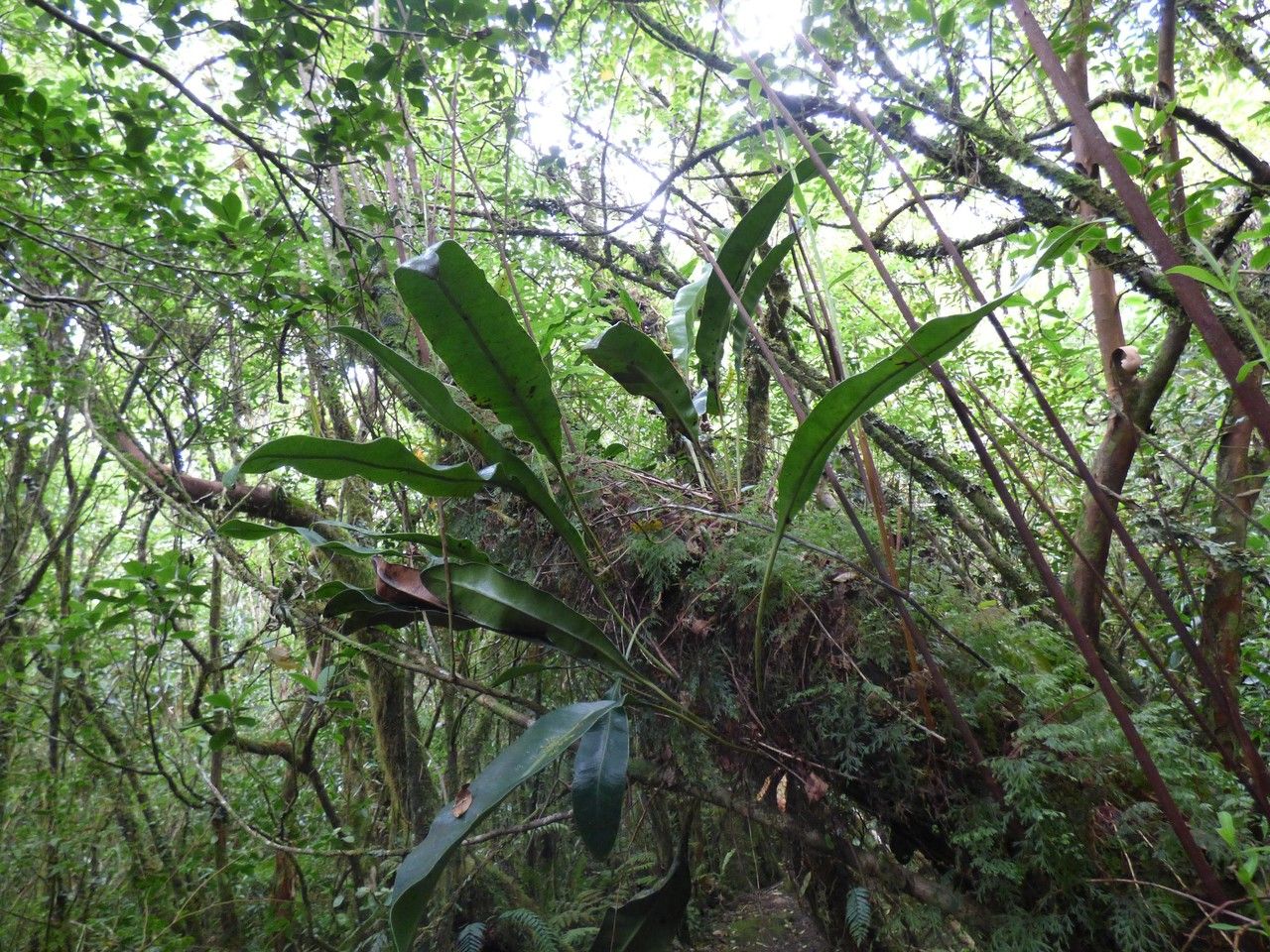 Elaphoglossum macropodium habit