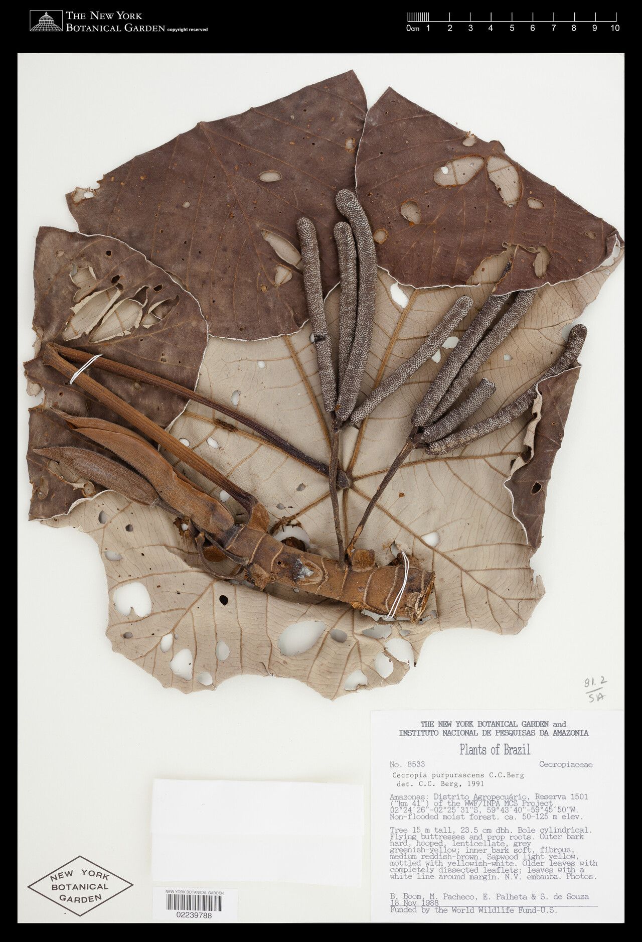 Cecropia purpurascens fruit