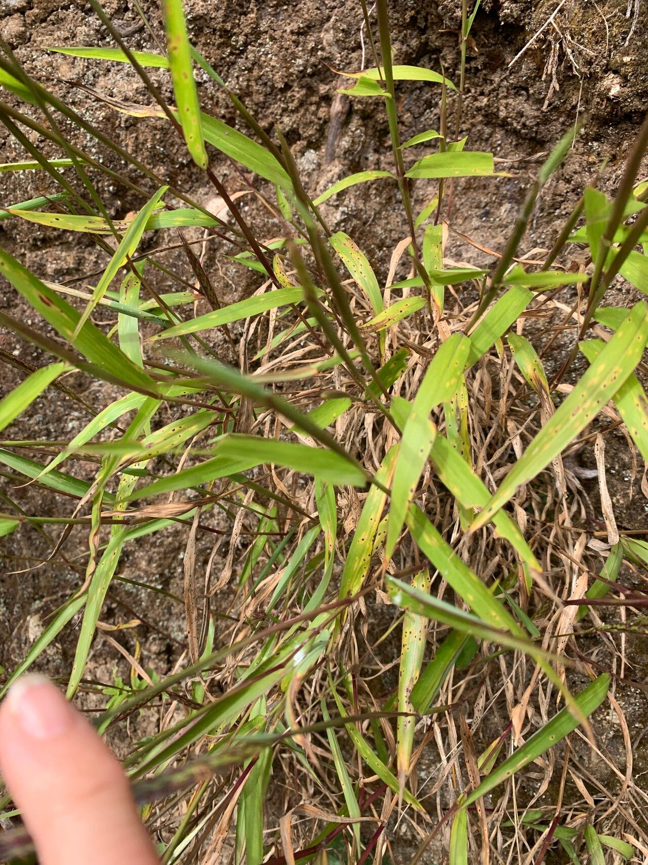 Ischaemum koleostachys — houseplant care guide