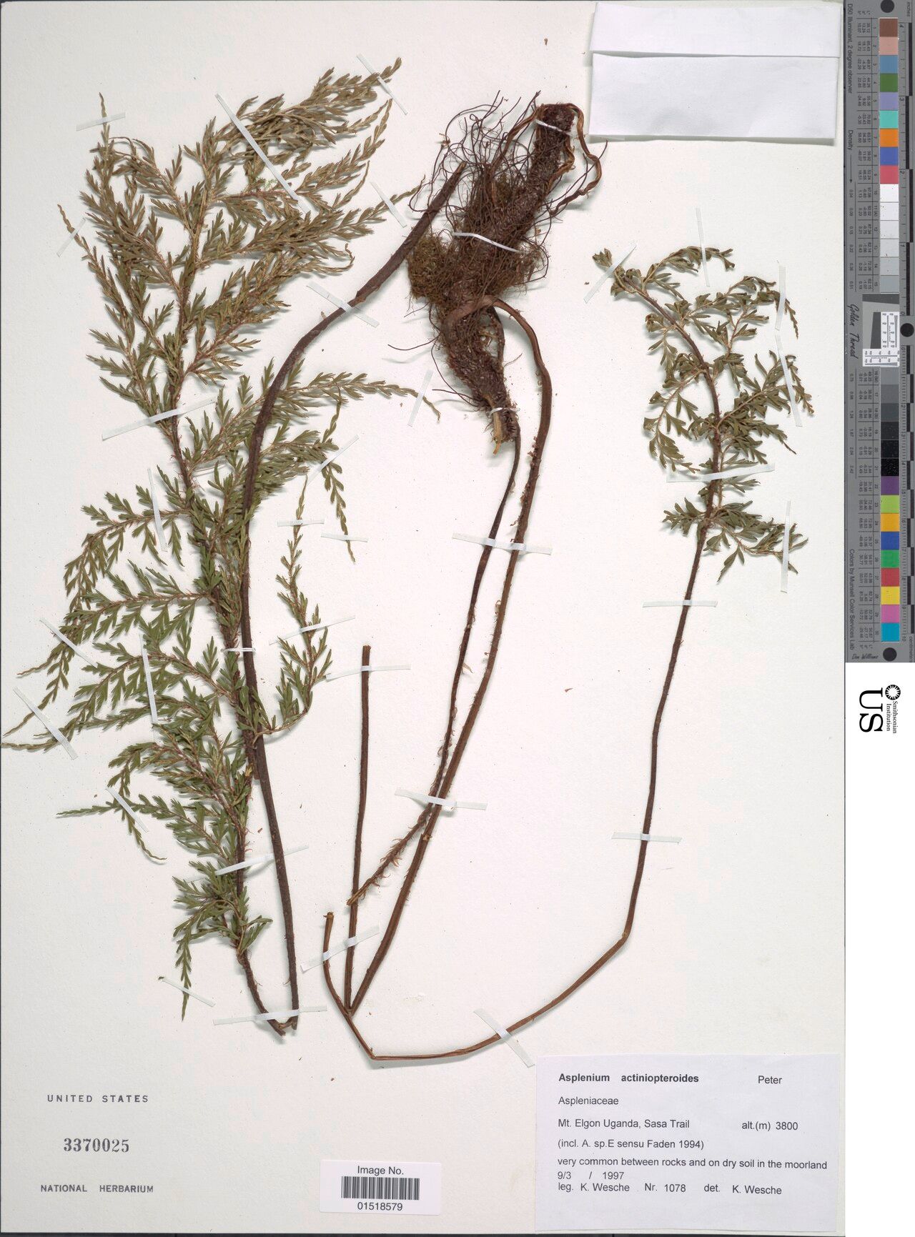 Asplenium actiniopteroides