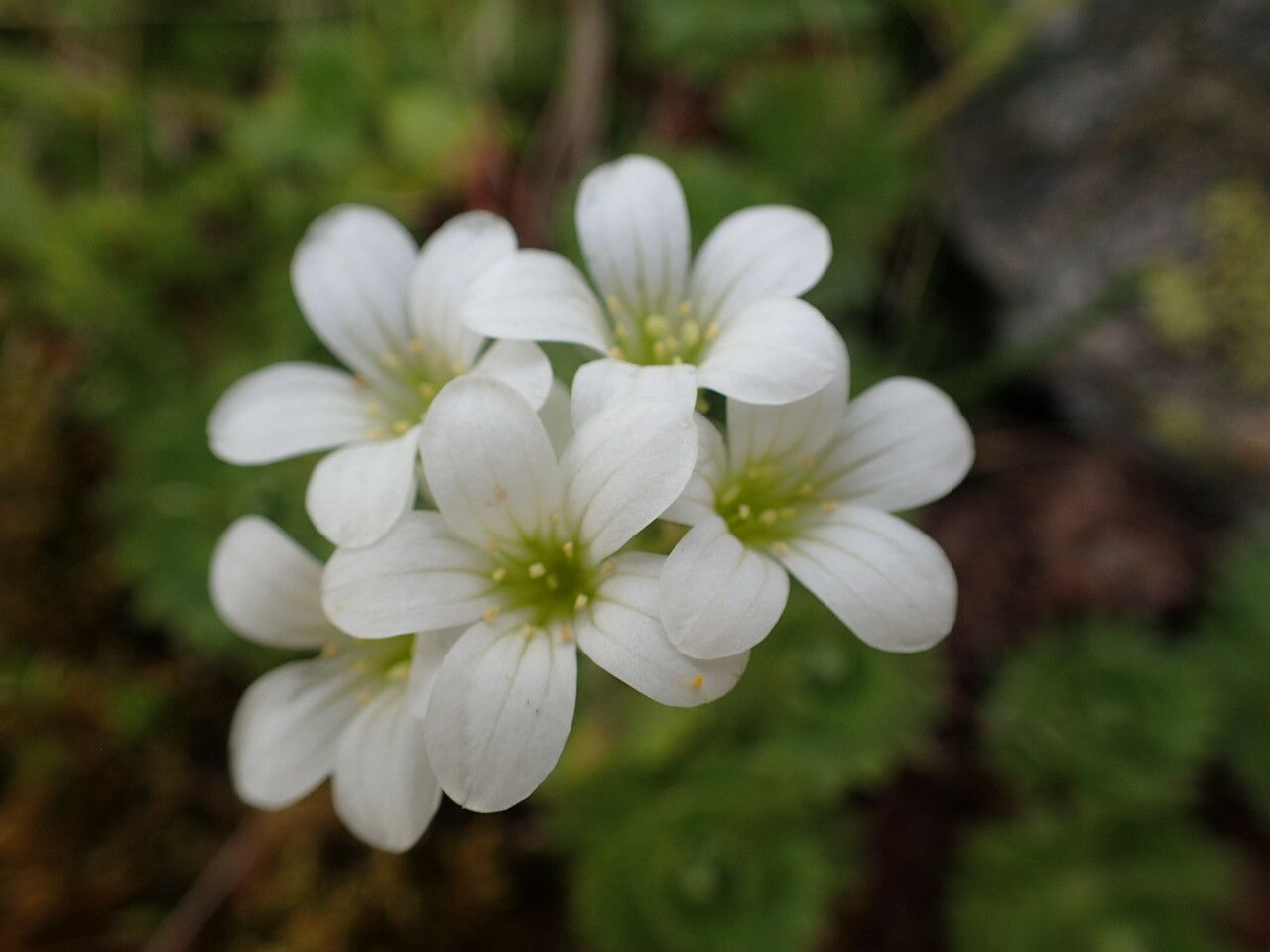 Saxifraga pedemontana flower