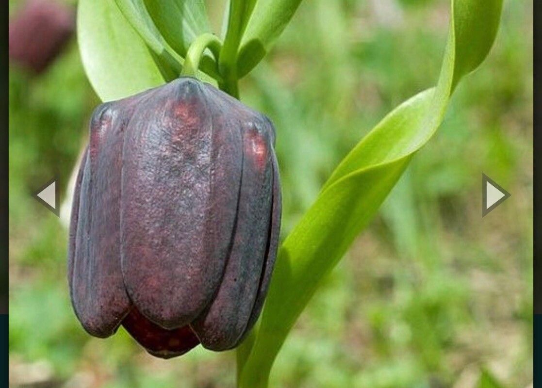 Fritillaria latifolia flower