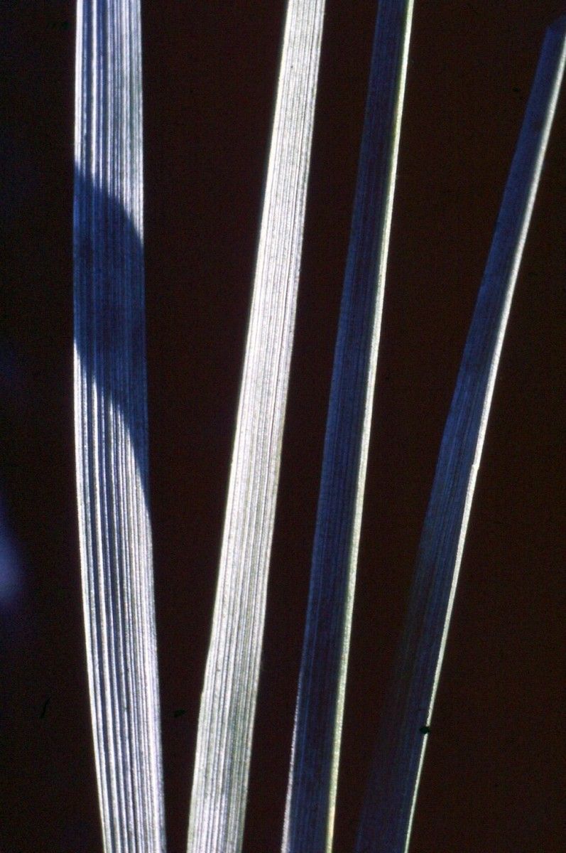 Thinopyrum elongatum leaf