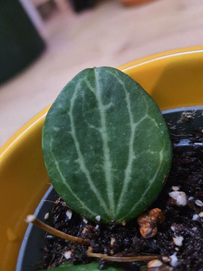 Dischidia ovata leaf