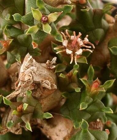 Euphorbia polycephala flower