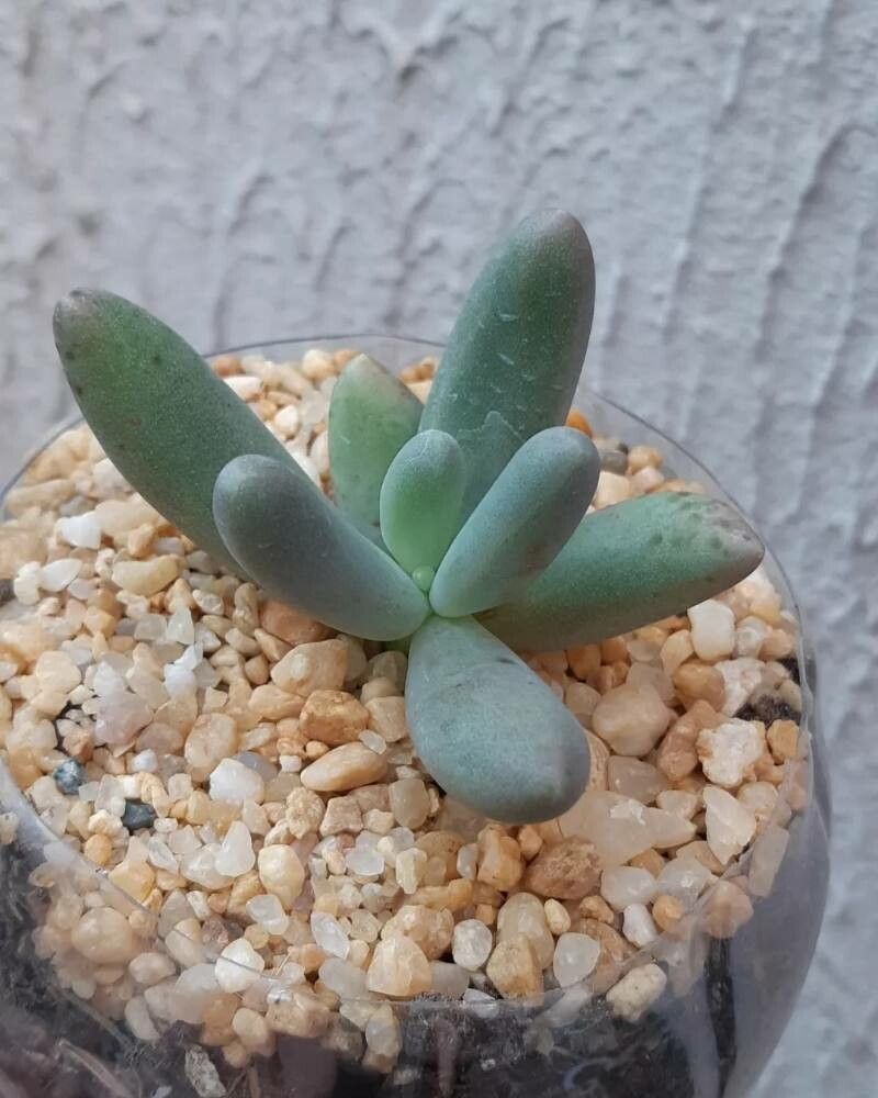 Pachyphytum fittkaui leaf
