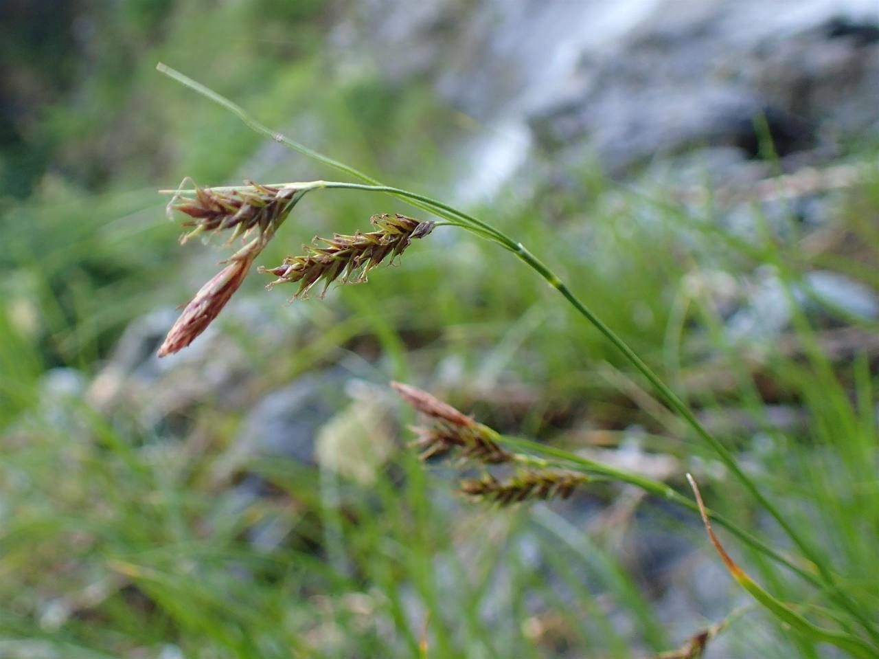 Carex ferruginea fruit