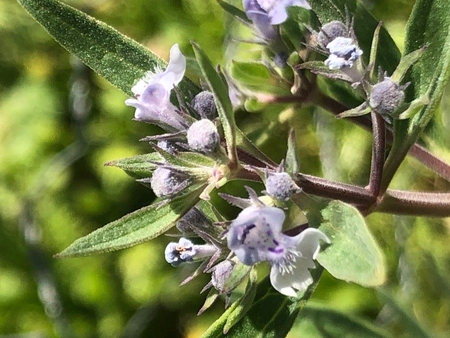 Nepeta hispanica flower