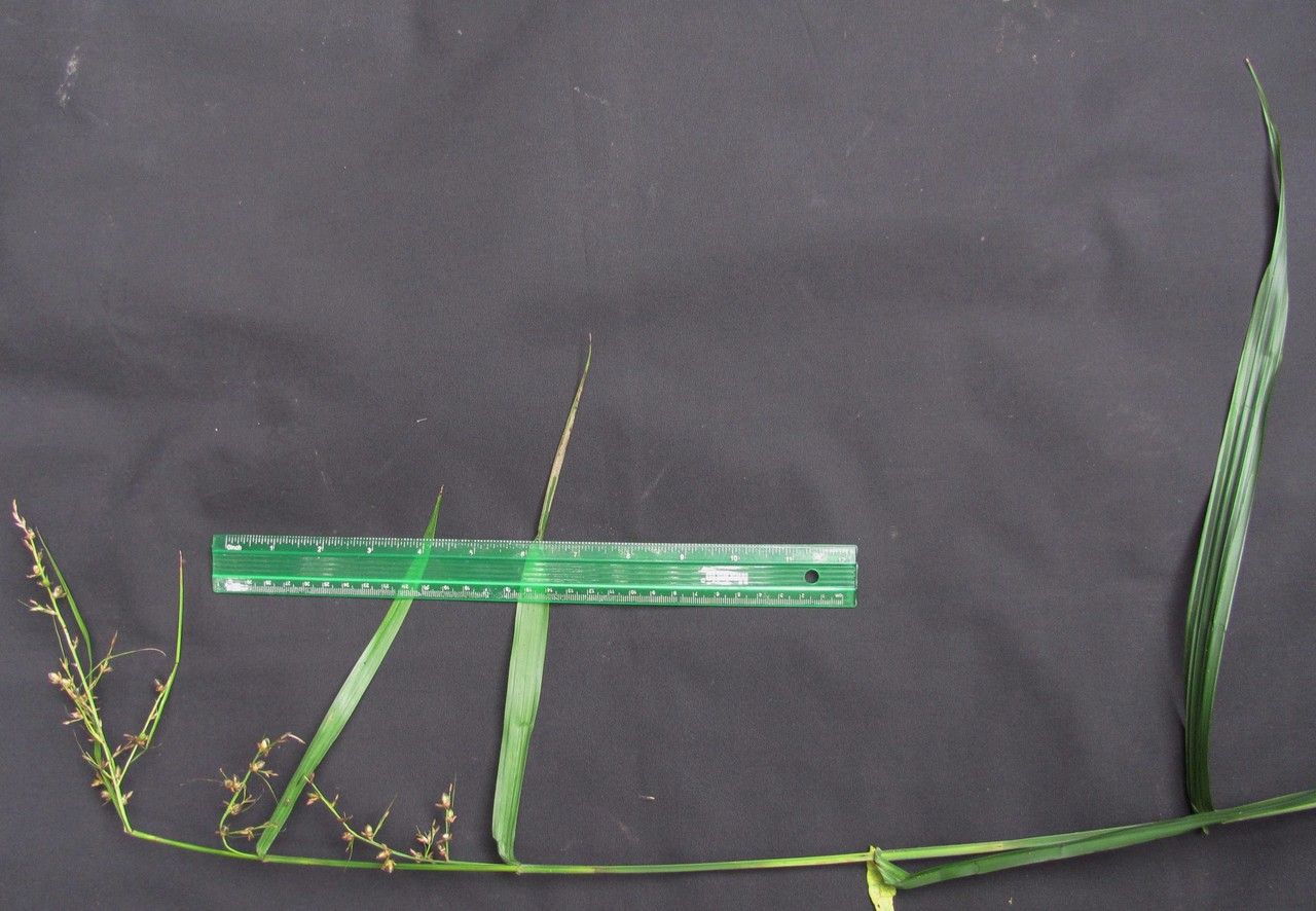 Scleria macrophylla other