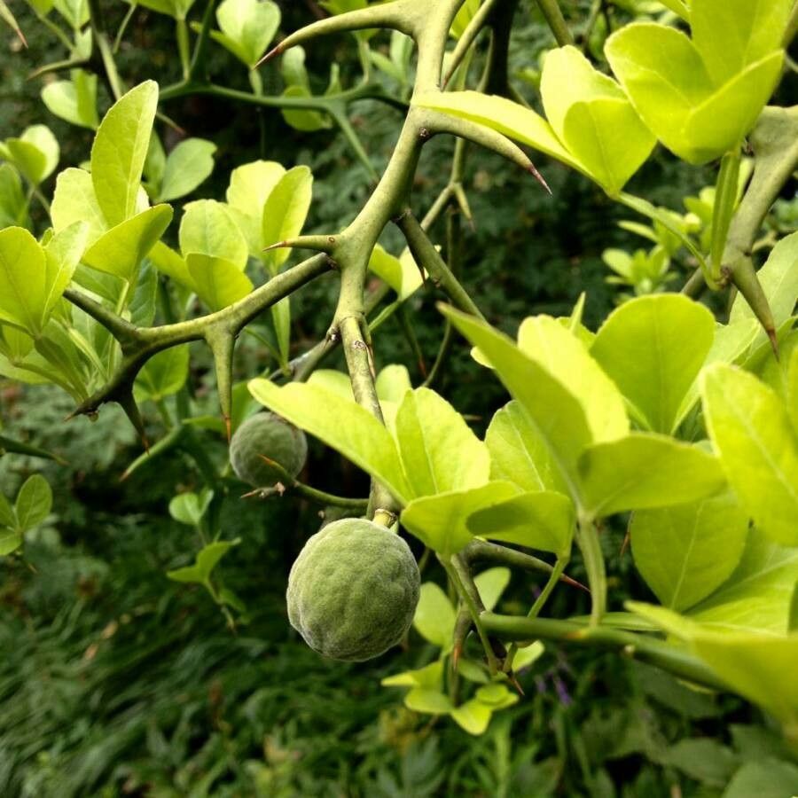 Poncirus trifoliata — search result for 'Rutaceae'