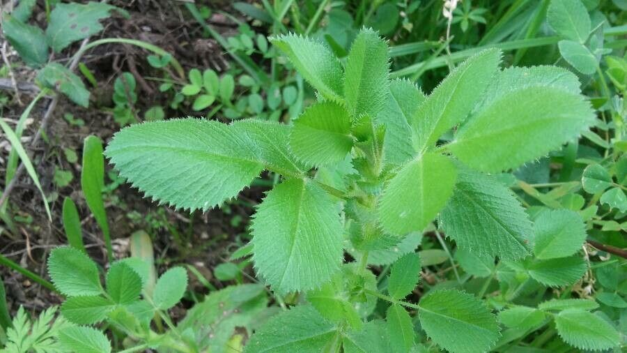Ononis arvensis leaf