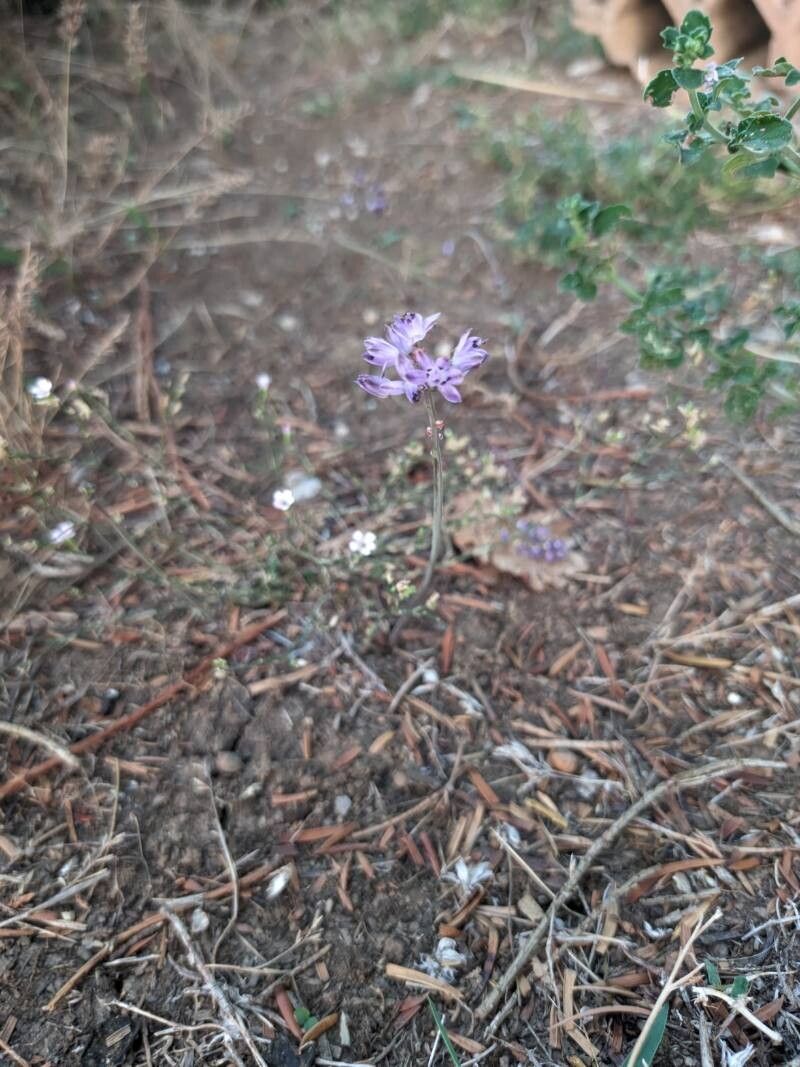 Prospero elisae — related species from the same genus