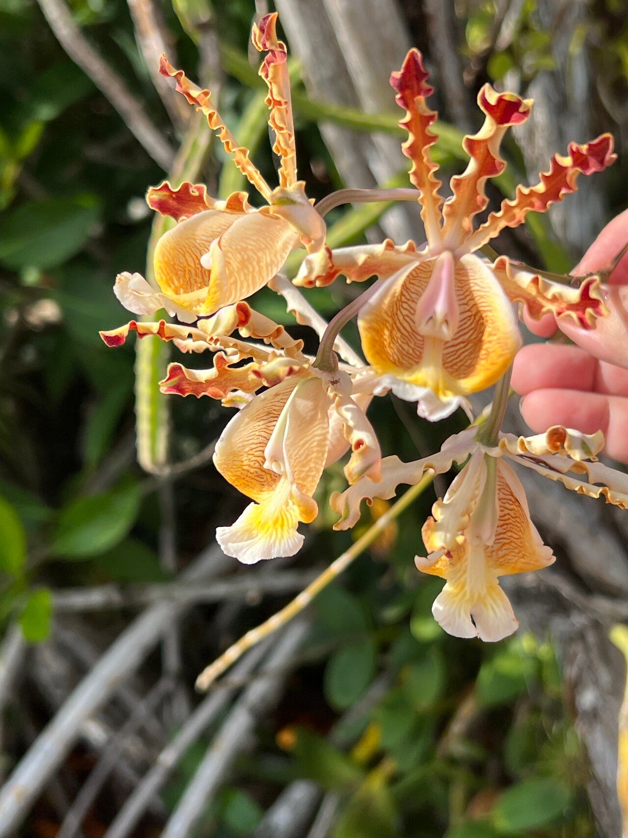 Myrmecophila christinae flower