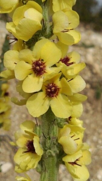Verbascum boerhavii flower