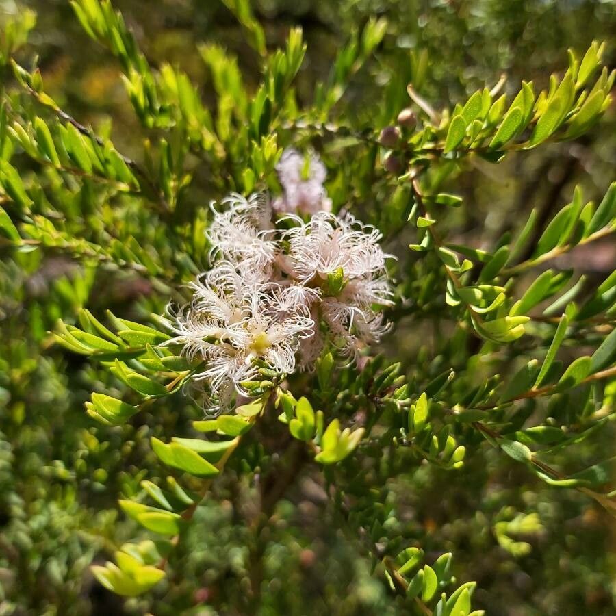 Melaleuca thymifolia flower