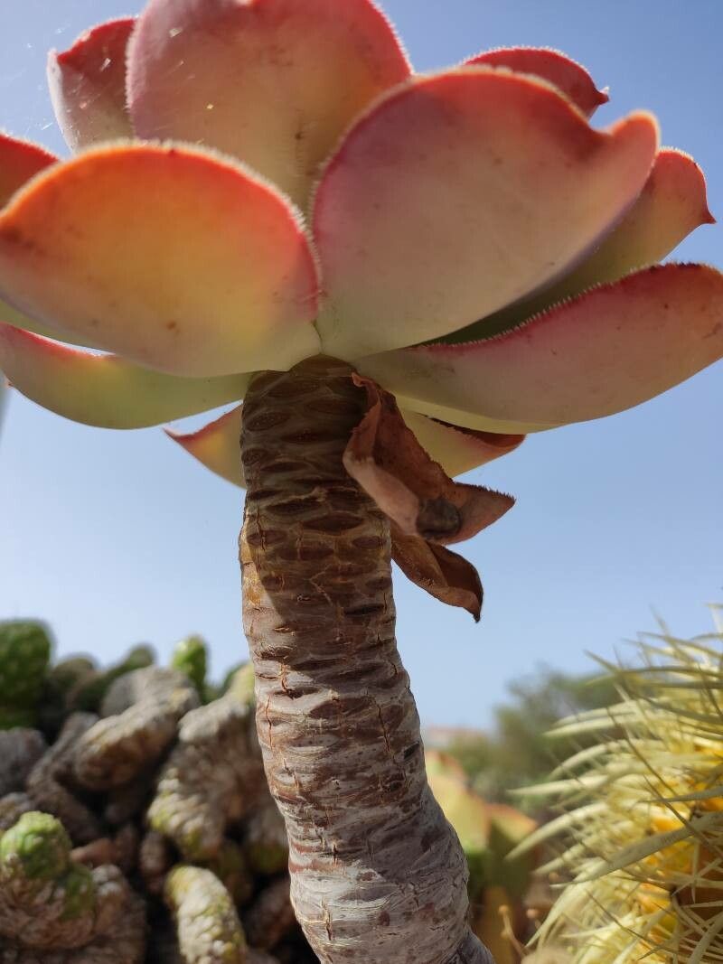 Aeonium canariense bark