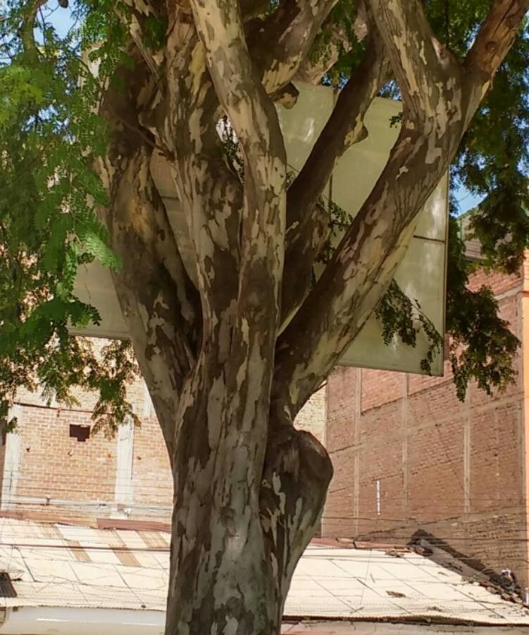 Caesalpinia paipai bark