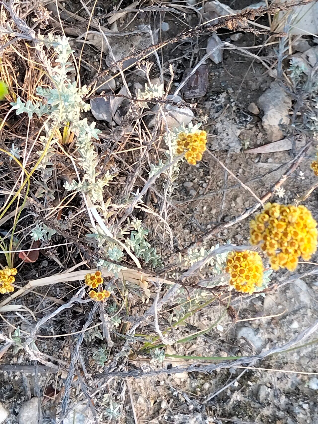 Helichrysum anomalum habit