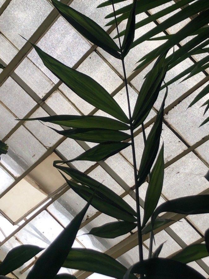 Chamaedorea klotzschiana — search result for 'Chamaedorea'