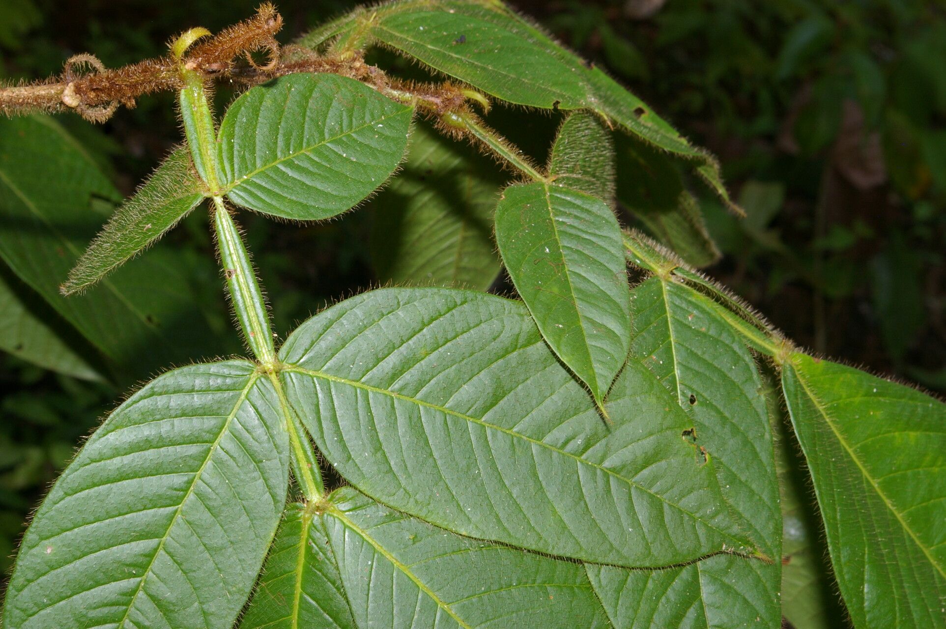 Inga jimenezii — houseplant care guide