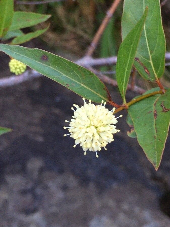 Cephalanthus glabratus flower