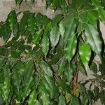 Ficus benjamina