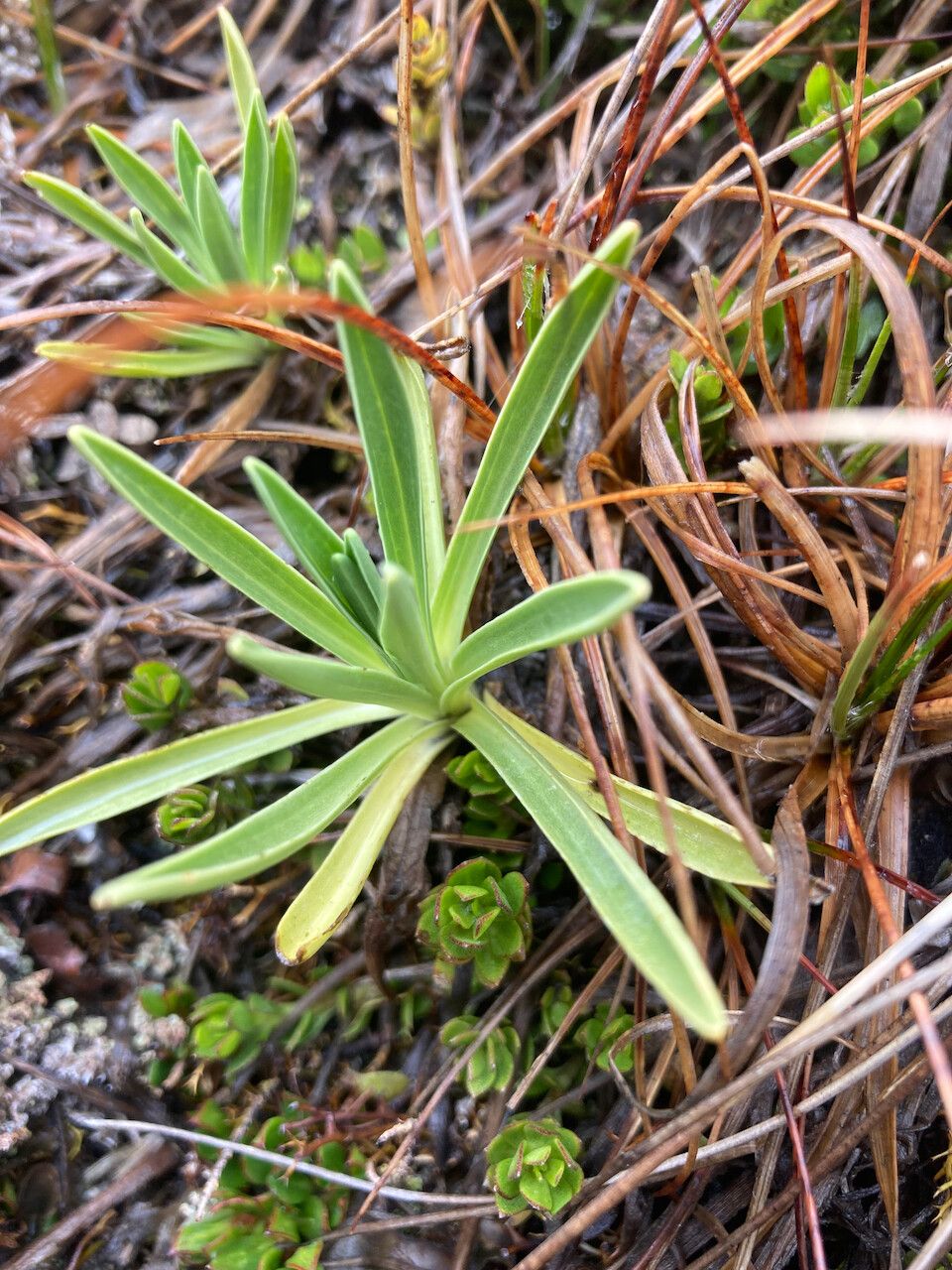 Halenia campanulata — related species from the same genus