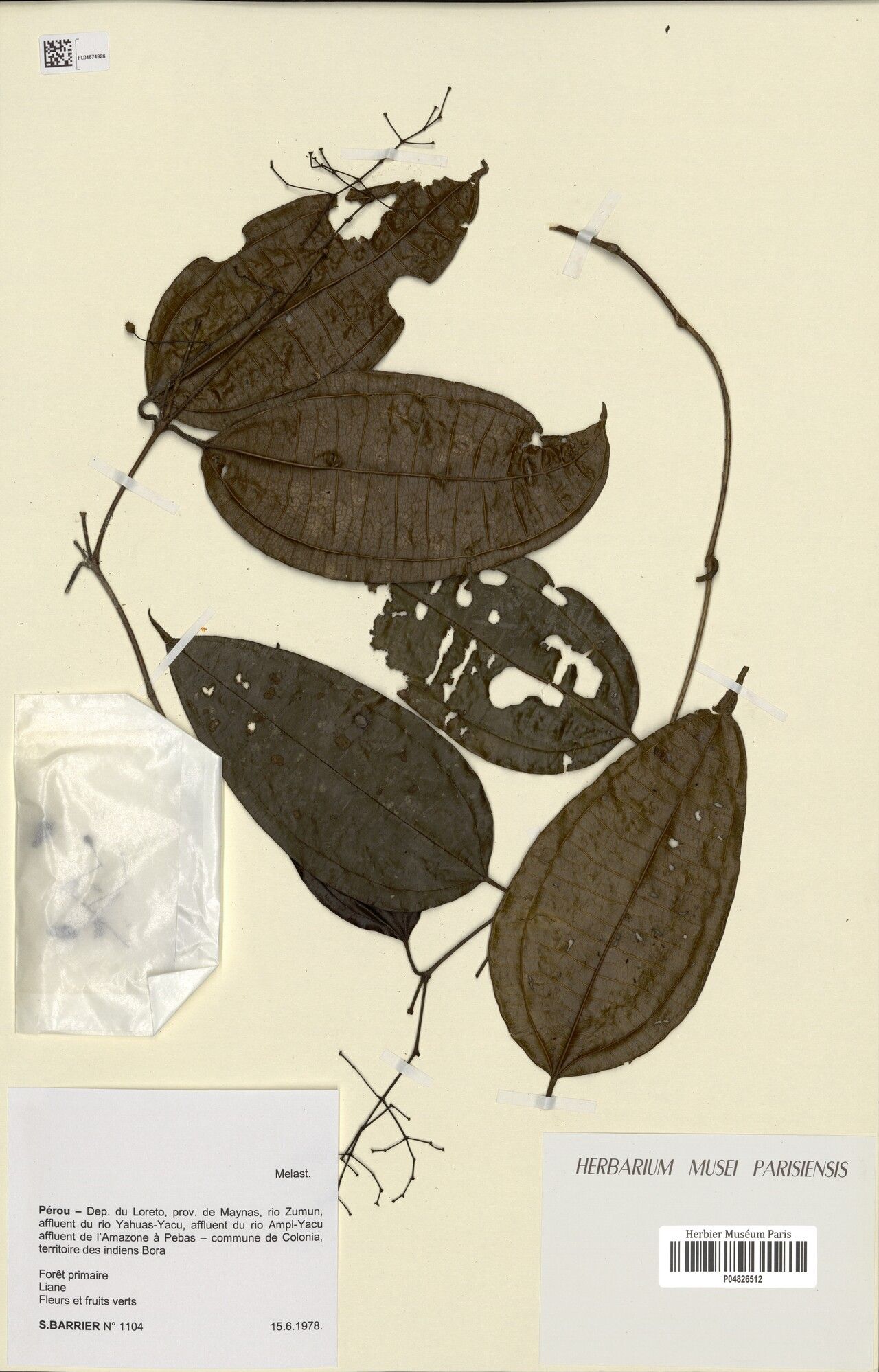 Miconia candelabrum leaf