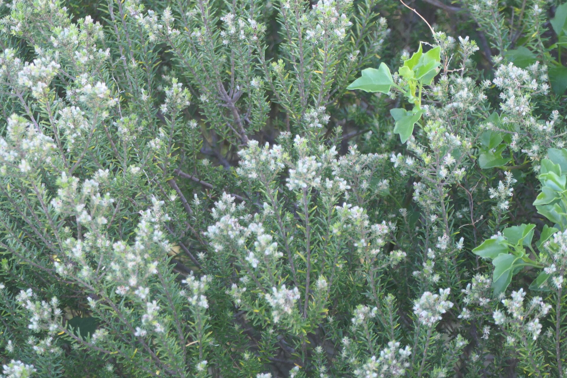 Phylica axillaris — related species from the same genus