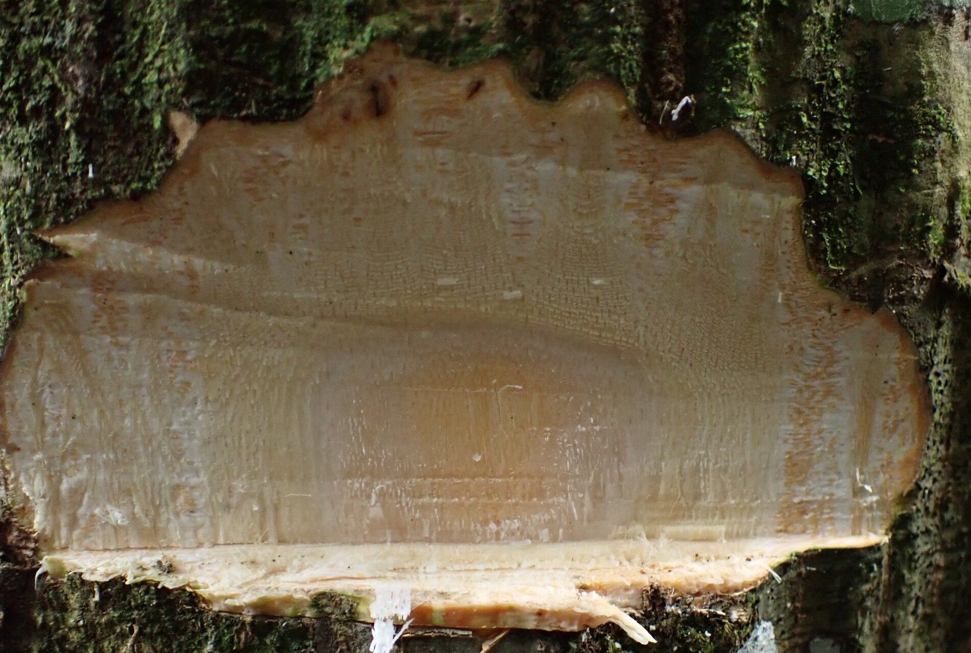 Sterculia oblonga — search result for 'Sterculia'