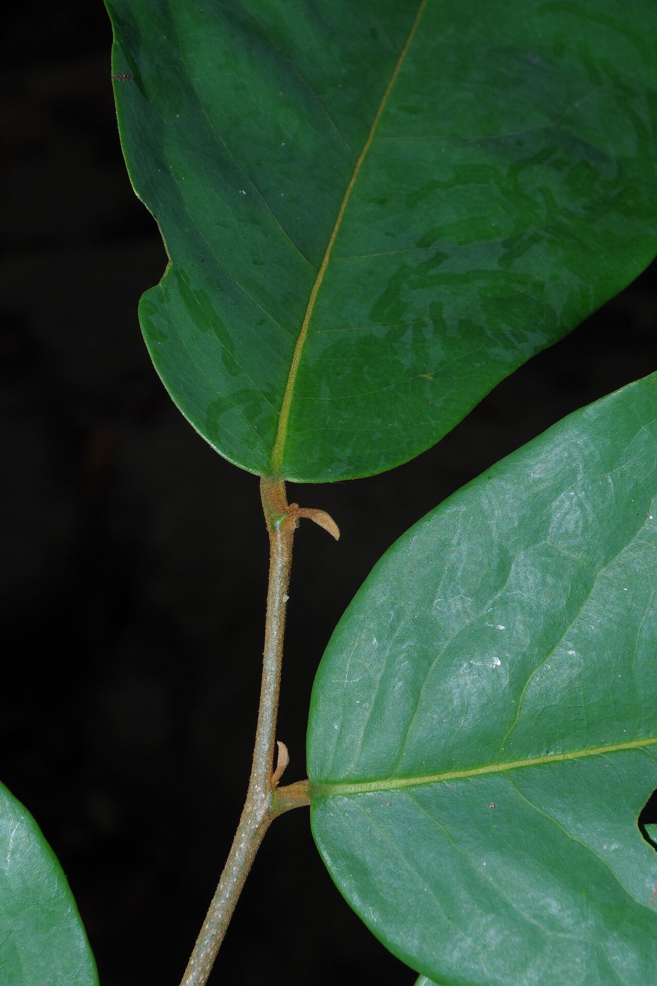Uvaria obanensis leaf