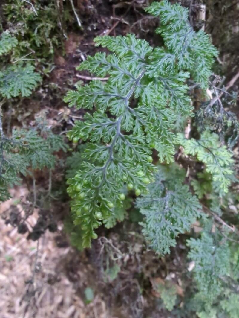 Hymenophyllum caudiculatum leaf