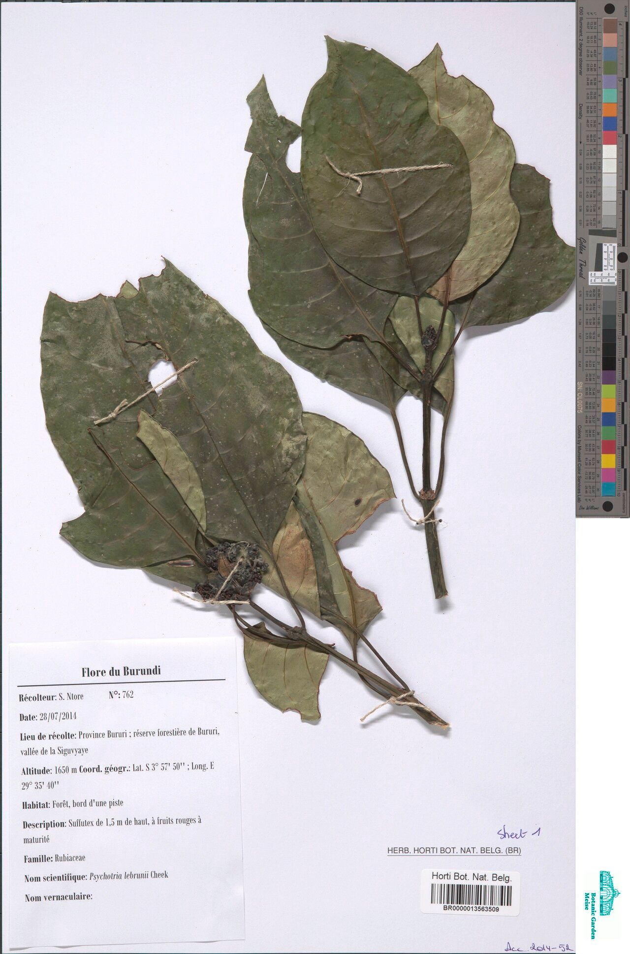 Psychotria lebrunii — houseplant care guide