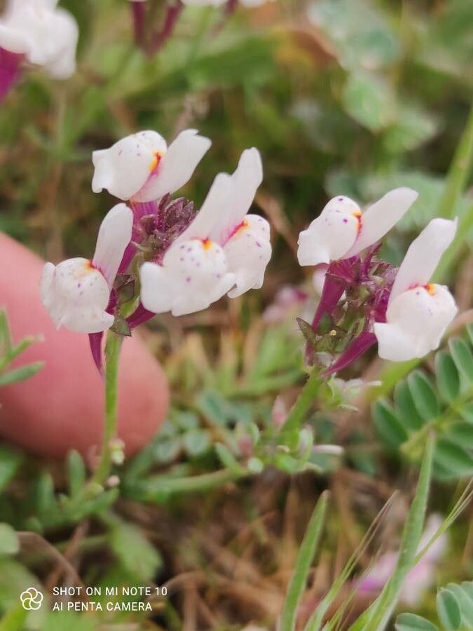 Linaria amethystea flower