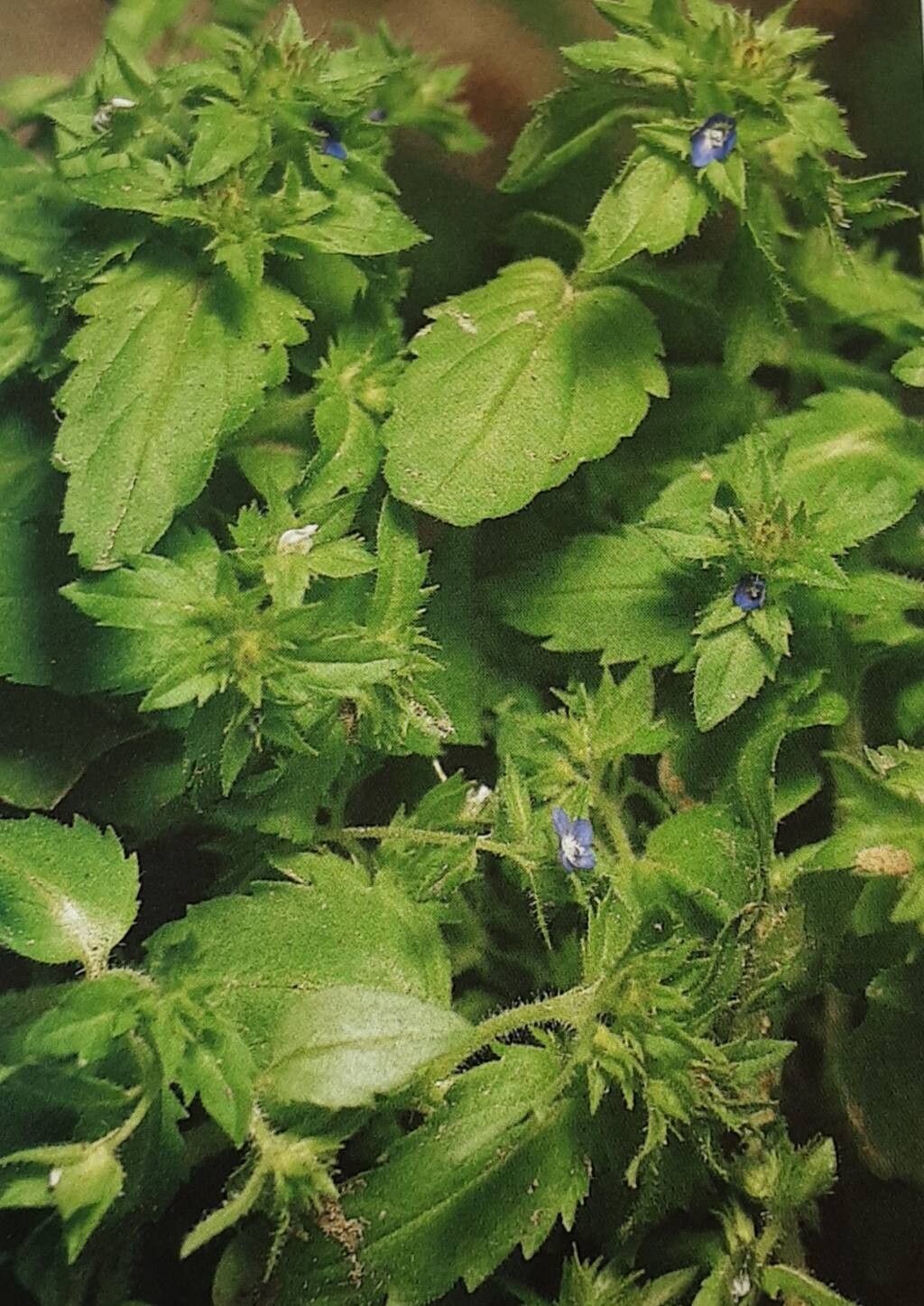 Veronica argute-serrata — houseplant care guide