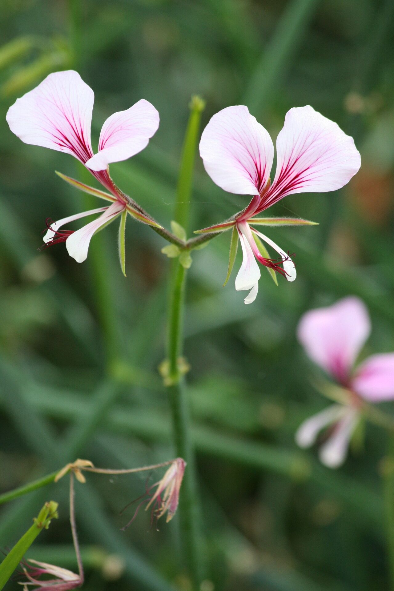 Pelargonium tetragonum flower