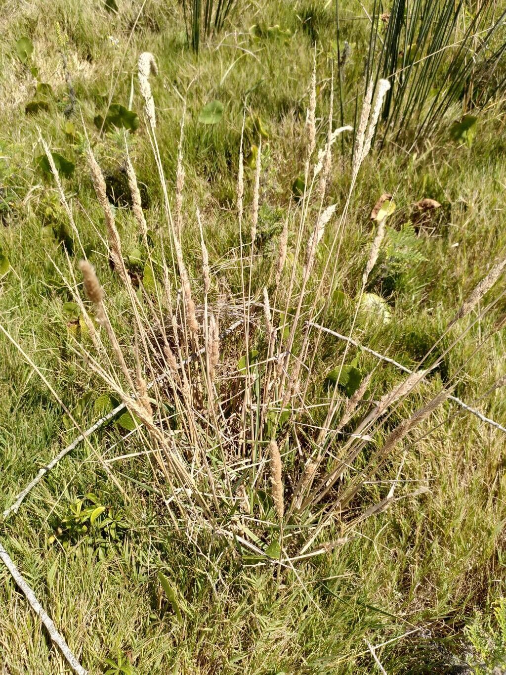 Cinnagrostis alba habit