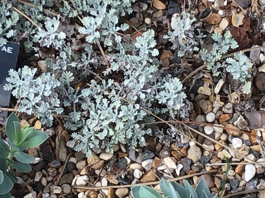 Achillea umbellata — search result for 'Achillea'
