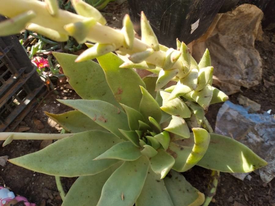 Dudleya candelabrum bark