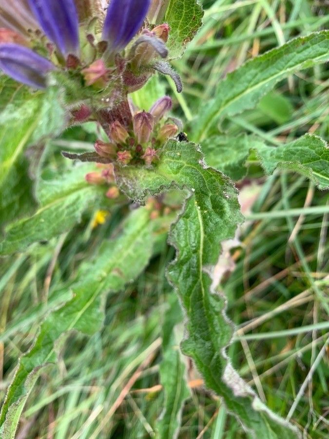 Campanula cervicaria leaf