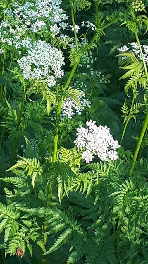 Chaerophyllum aureum flower