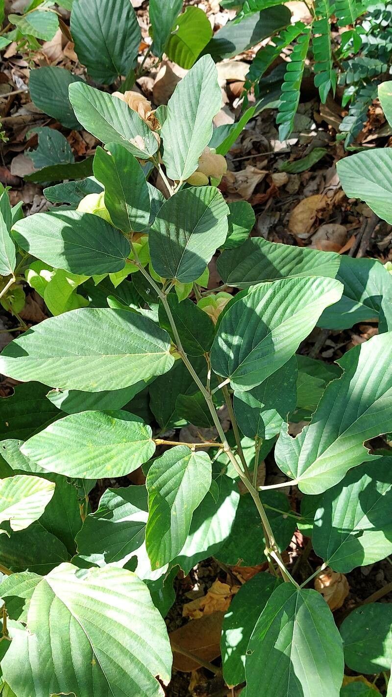 Flemingia strobilifera leaf