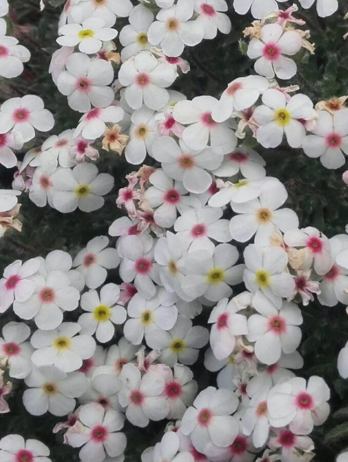 Androsace villosa flower