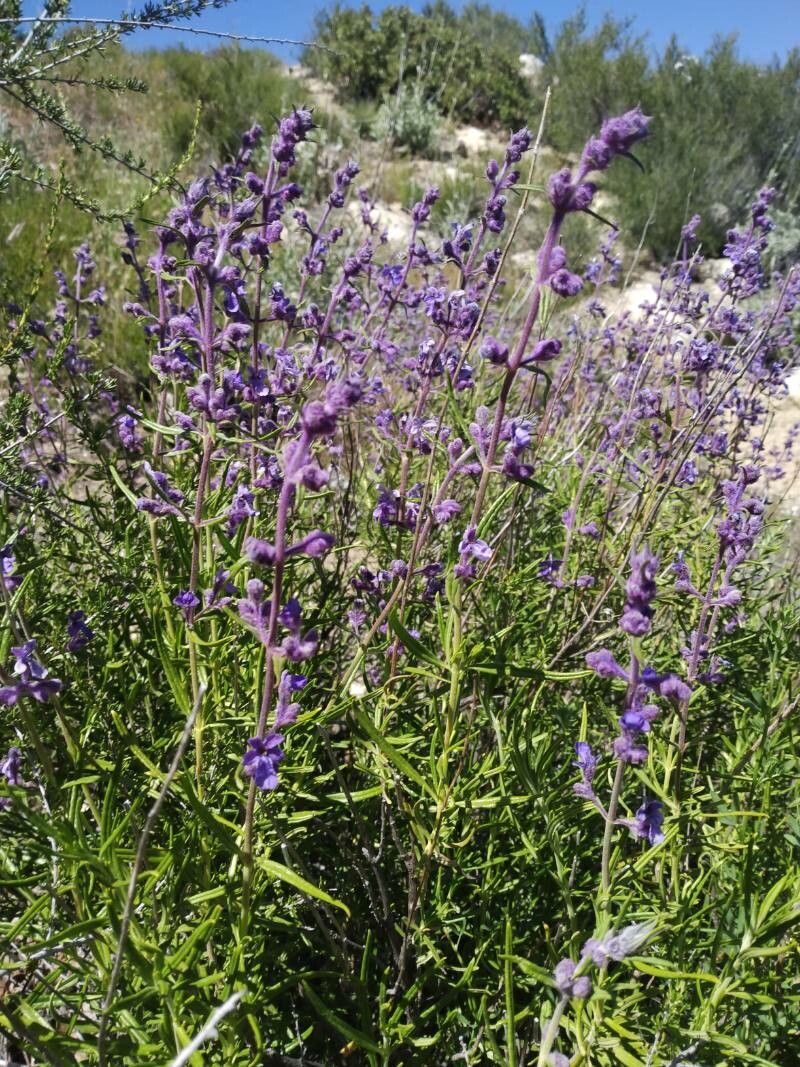 Trichostema lanatum — related species from the same genus
