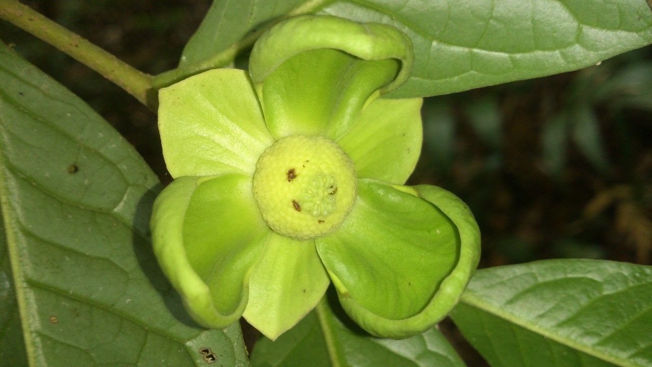 Cymbopetalum costaricense flower
