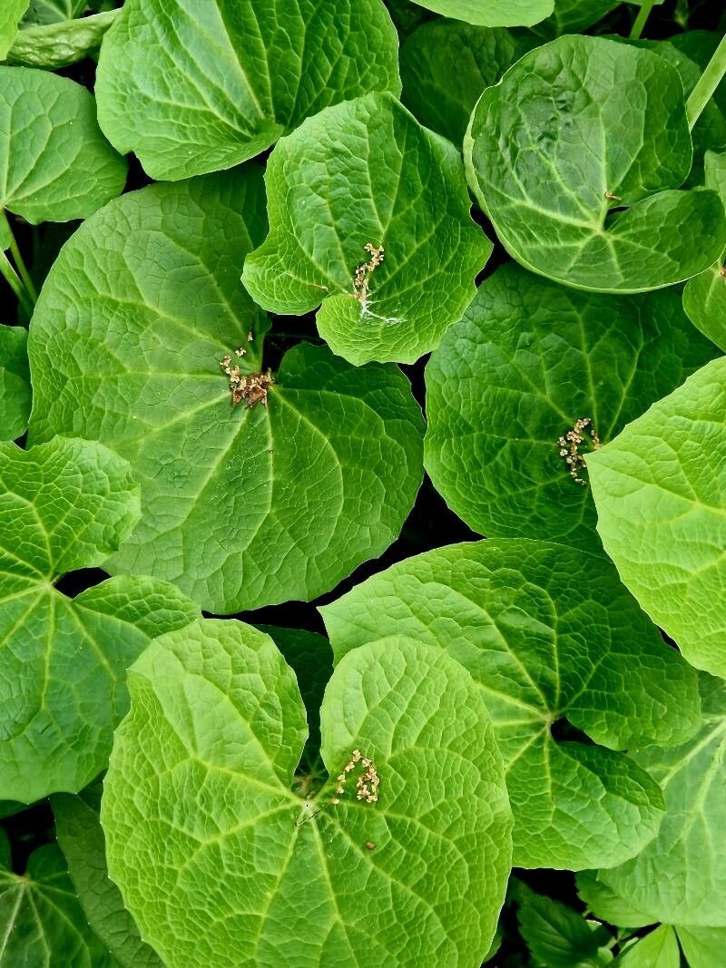 Valeriana alliariifolia leaf