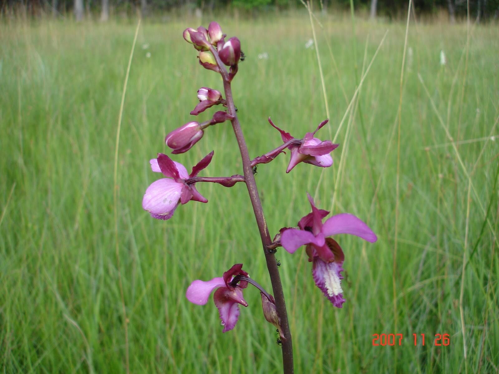 Eulophia tricristata — houseplant care guide