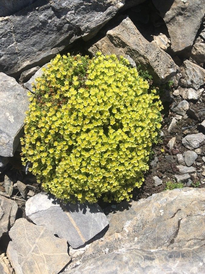 Saxifraga aphylla — search result for 'Saxifraga'