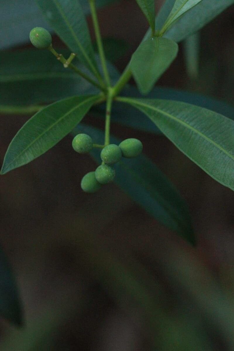 Rauvolfia spathulata fruit